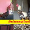 เลี้ยงไก่แบบคุณหนูสู้ได้แต่ไก่นวม