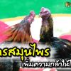 สูตรสมุนไพรเพิ่มความกล้าให้ไก่ชน