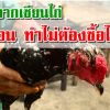 เทคนิคจากเซียนไก่ ทำไมต้องซื้อ ไก่เหล่า