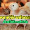 วิธีการดูเพศไก่ตั้งแต่ไก่เล็กจนถึงไก่ใหญ่