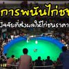“การพนันไก่ชน” ปัจจัยที่ส่งผลให้ไก่ชนราคาสูง