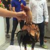 เจ้าเต็งหนึ่งยอดไก่เงินล้านย้ายค่ายสู่หนุ่มโรงหมี่ ไก่พม่าแข้งคมแห่งเมืองจันทบุร