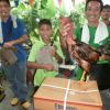 ซุ้มเด็กเพชร แหล่งเพาะพันธุ์ไก่ชน เพชรบุรี