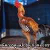 เทคนิคการดูแลไก่ชน ก่อนออกชน