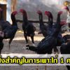 3 สิ่งสำคัญสำหรับการเพาะไก่ 1 คอก