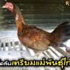 เคล็ดลับการเตรียมแม่พันธุ์ไก่ชน