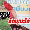 พื้นฐานลักษณะไก่ชนที่ดี