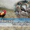 เกร็ดความรู้ การฟักลูกไก่ชน