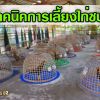 เทคนิคการเลี้ยงไก่ชน