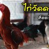 ไก่วัดดวง คืออะไร ?