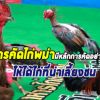  ความรู้เกี่ยวกับไก่ชนการคัดไก่พม่ามีหลักการอย่างไร ให้ได้ที่น่าเลี้ยง