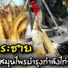 “กระชาย” สมุนไพรบำรุงกำลังไก่ชน