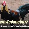 คุณสมบัติ และลักษณะของพ่อพันธุ์ไก่