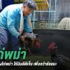 เทคนิคการเลี้ยงไก่ชนแบบพม่า และการฝึกไก่หนุ่มให้บินดีตีเจ็บ