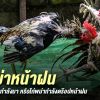 ไก่เหล่าป่าก๋อยพัฒนาเก่งขึ้น หรือพม่าแค่ดร๊อปหน้าฝน