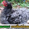 การเลี้ยงไก่สวยงามสายพันธุ์ต่างประเทศ