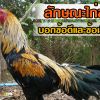 ความเชื่อลักษณะไก่ชนที่บอกข้อดีและข้อเสีย