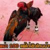 ไก่พม่า100 แพ้ไก่เชิงไหนบ้าง ?