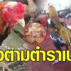 ฮือฮา ‘หงสฺ์ทอง’ ไก่ชนตามตำราพระนเรศวร ค่าตัวพุ่ง 20 ล้าน เจ้าของไม่ยอมขาย