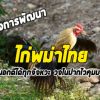  ความรู้เกี่ยวกับไก่ชนไก่พม่าไทย วงนอกได้ทุกจังหวะ วงในคุมบนจัด แข็งแกร่ง 