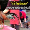 “เจ้าโพธิ์แดง” ไก่พม่าร้อยพ่อพันธุ์เงินล้าน