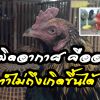 “ไก่ผิดอากาศ” ไก่ที่ร่างกายไม่สมบูรณ์