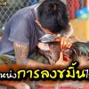 ตำแหน่งการลงขมิ้นให้ไก่ชน