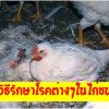 วิธีรักษาโรคต่างๆ ในไก่ชน V.2