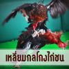 เหลี่ยมคนกลโกง เรื่องของการวางยาไก่