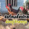 5 ข้อที่คนเลี้ยงไก่ชนต้องรู้จักลงทุน