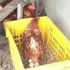 การเลี้ยงไก่ไข่สาว(แบบรวมฝูงกึ่งปล่อย)