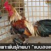 เทคนิคการเพาะพันธุ์ไก่พม่า “แบบลงเหล่า”