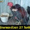 วิธีรักษาและตัวยา 27 โรคไก่ชน