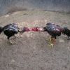  เลี้ยงไก่ชนการฝึกซ้อมคู่หรือที่เรียกว่าการปล้ำไก่