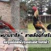 ไก่พม่าบราชิลทางเลือกของคนชอบไก่รอยใหญ่