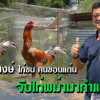 ซุ้มกิตติพงษ์ ไก่ชน คนขอนแก่น จับไก่พม่ามาทำแชมป์