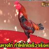  การถอนขนไก่ลูกถ่าย