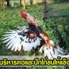 การบริหารคอและปีกไก่ชนให้แข็งแรง  