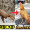 แนวทางการเลี้ยงไก่ชนที่ผอมให้อ้วน