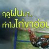 ฤดูฝนมา… ทำไมไก่ขาอ่อน