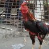 สูตรสมุนไพรยาบำรุงไก่ชน