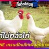  เก๊าท์ไม่กลัวไก่ KKU ONE เทรนด์ใหม่ไก่เพื่อสุขภาพ