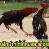 การฝึกปากไก่ให้คมและแข็งแรง ทำให้จิกคู่ต่อสู้ได้ดี