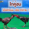 ไก่คู่ชนเป็นไก่หนุ่มหรือไก่ถ่าย ?