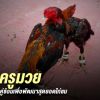 การเลือกใช้ไก่ชนครูมวย เพื่อสร้างสุดยอดไก่เก่ง