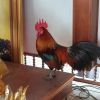  แห่ขอหวยไก่แจ้คู่บารมีไอ้ไข่วัดเจดีย์คอหวยแห่กราบไหว้