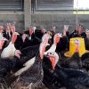  การเลี้ยงไก่งวง ให้ได้ผลผลิตดี ต้องดูแนวโน้มความต้องการของตลาด ไม่ต้องทุ่มงบให้