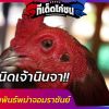  เจ้านินจา ไก่ชนพม่าจอมราชันย์ ตำนานไก่พม่าโคตรตีเจ็บตัวดังแดนอีสาน
