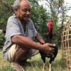 งานเสริมหลังทำนา เกษตรกรสุรินทร์เพาะไก่ชนขึ้นชื่อ มูลค่าขายสูงจากพันถึงหมื่นบาท