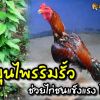 สมุนไพรริมรั้วช่วยไก่ชนแข็งแรง โตเร็ว